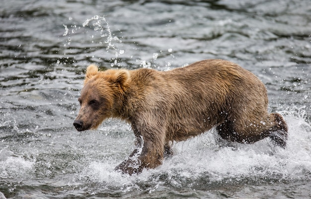 El oso pardo está caminando por el río. EE.UU. Alaska. Parque Nacional Katmai.