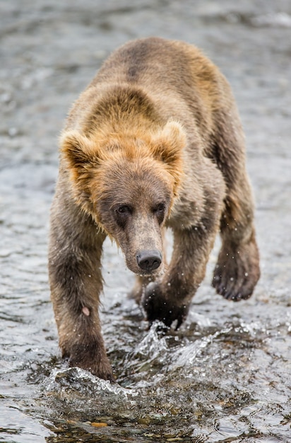 El oso pardo está caminando por el río. EE.UU. Alaska. Parque Nacional Katmai.