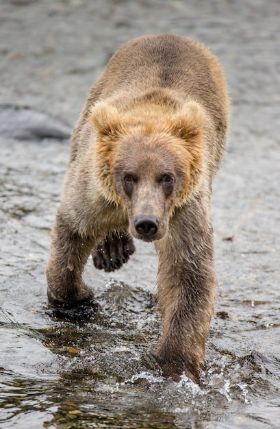 El oso pardo está caminando por el río. EE.UU. Alaska. Parque Nacional Katmai.