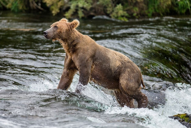 El oso pardo está caminando por el río. EE.UU. Alaska. Parque Nacional Katmai.