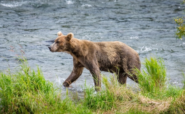 Oso pardo está caminando por el río en el Parque Nacional Katmai, Alaska, EE.