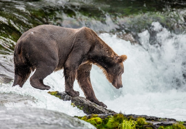 El oso pardo está parado sobre una roca en medio del río.