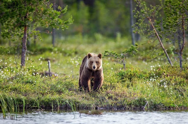 El oso pardo está de pie al borde de un lago del bosque con un reflejo impresionante