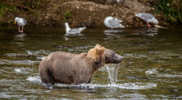 El oso pardo está de pie en el río. EE.UU. Alaska. Parque Nacional Katmai.