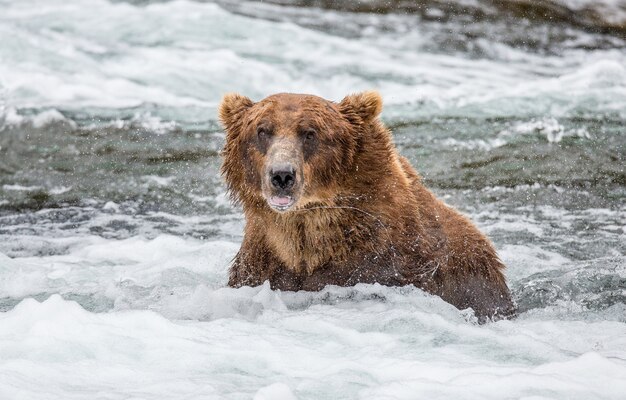 El oso pardo está de pie en el río en el Parque Nacional Katmai, Alaska, EE.