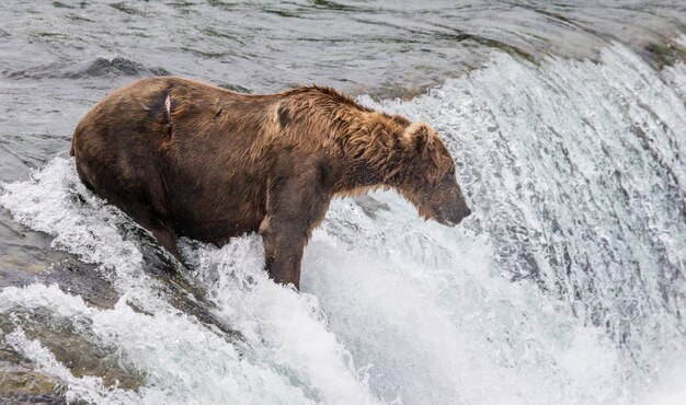 El oso pardo está de pie en el río en el Parque Nacional Katmai, Alaska, EE.