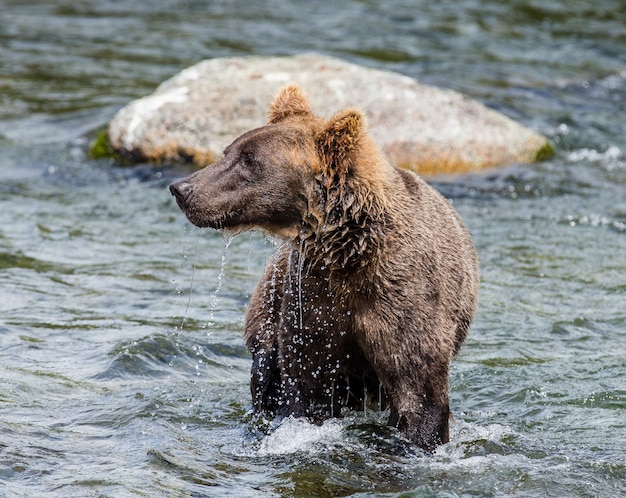 El oso pardo está de pie en el río en el Parque Nacional Katmai, Alaska, EE.