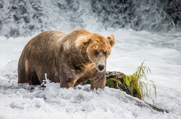 El oso pardo está de pie en el río.