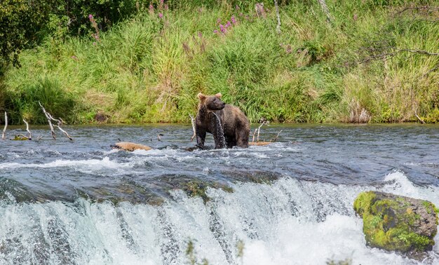 El oso pardo está de pie sobre una roca en medio del río sobre un fondo de paisaje impresionante en el Parque Nacional Katmai, Alaska, EE.