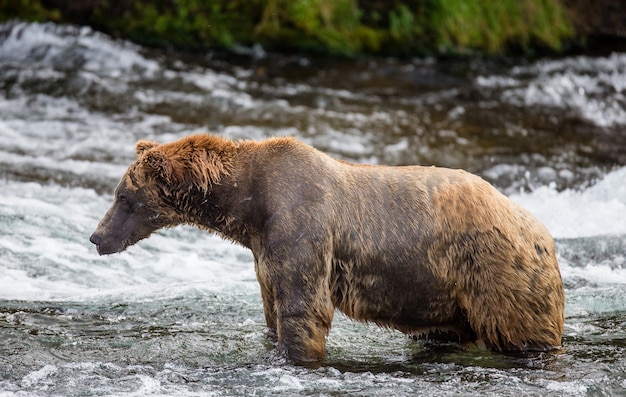 Oso Pardo está sentado en el río en el Parque Nacional Katmai, Alaska, EE.