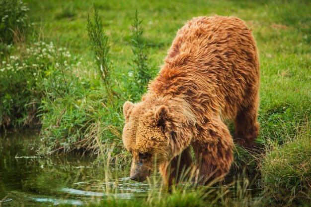 oso pardo europeo