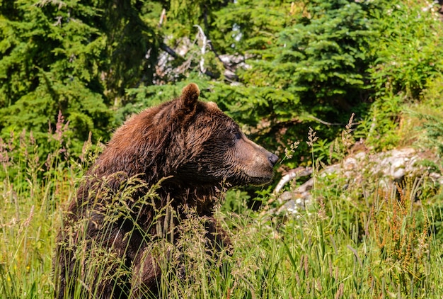 Oso pardo en la hierba. animales salvajes en la naturaleza