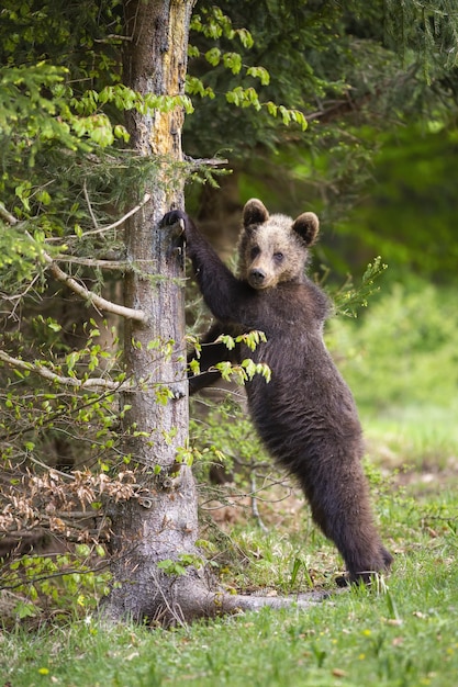 Oso pardo joven apoyado en el árbol en tiro vertical en verano