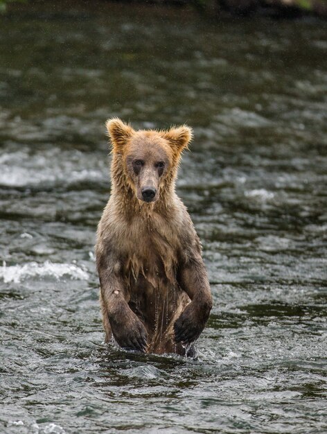 El oso pardo joven está de pie sobre las patas traseras en el agua del río. EE.UU. Alaska. Parque Nacional Katmai.