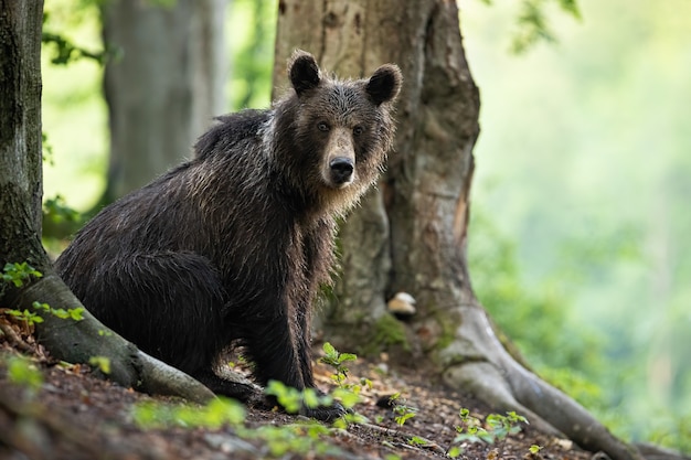 Oso pardo joven sentado junto a un árbol en el bosque de verano.