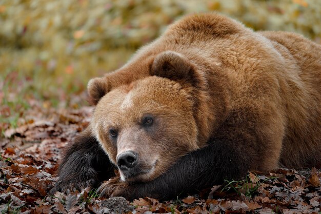 Oso pardo de Kamchatka