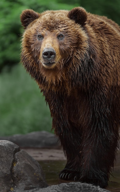 Foto oso pardo de kamchatka