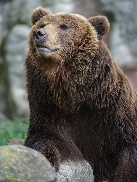 Oso pardo de Kamchatka