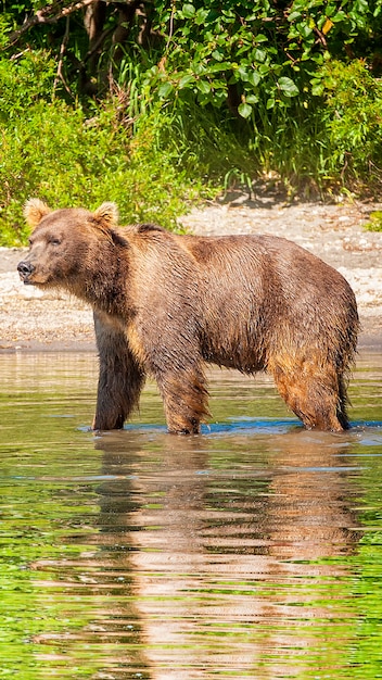 Oso pardo en el lago en verano