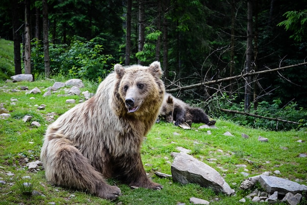 Oso pardo madre y cachorro