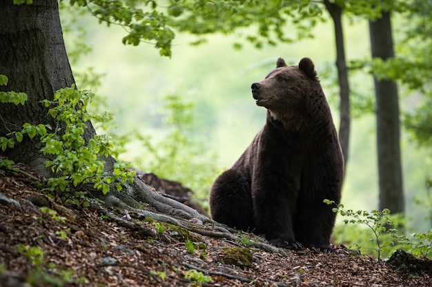 Oso pardo masivo sentado en el suelo rodeado de hojas verdes en el bosque