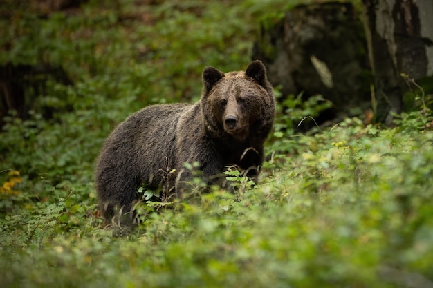 Oso pardo mirando en un bosque verde en la naturaleza de verano