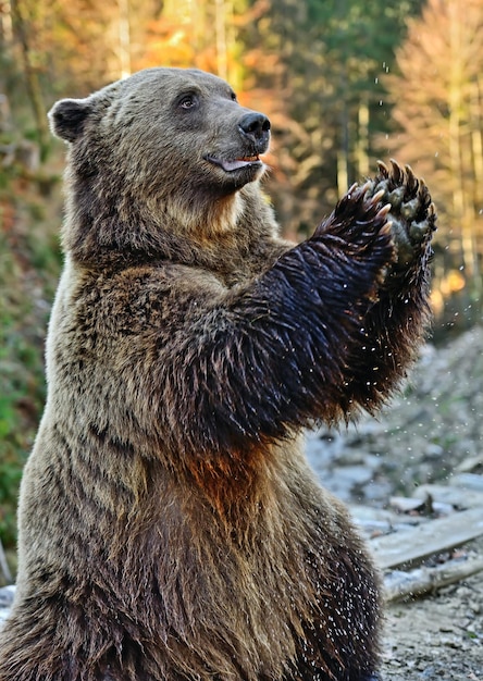 Oso pardo en las montañas de los Cárpatos. Ucrania