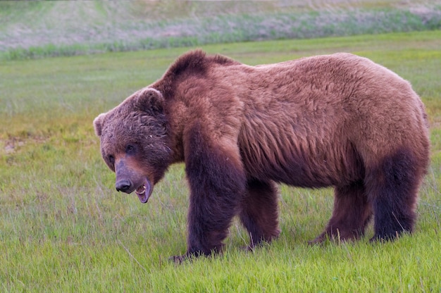 Oso pardo de la península de Alaska u oso pardo costero