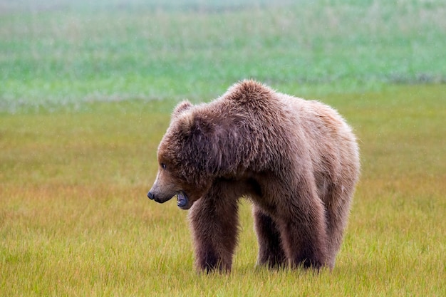 Oso pardo de la península de Alaska u oso pardo costero