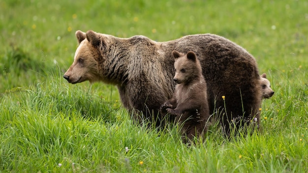 Oso pardo con pequeños juveniles observando en pastizales