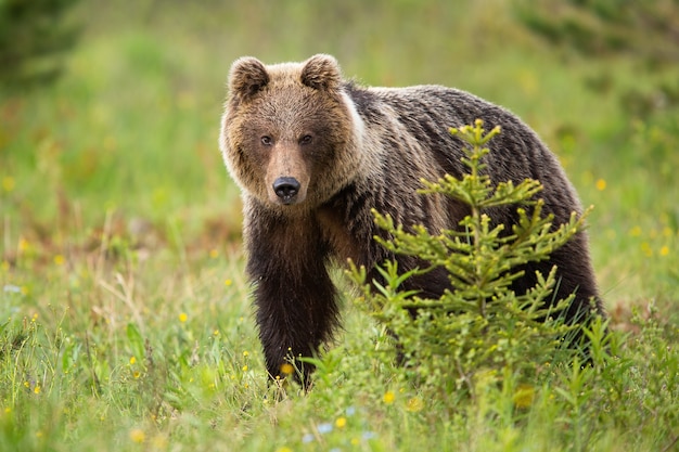 Oso pardo de pie en el bosque en la naturaleza de verano