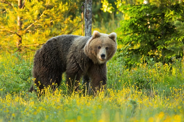 Oso pardo en pradera colorida en primavera la naturaleza