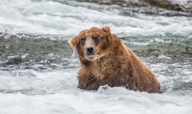 Oso Pardo se sacude el agua rodeado de salpicaduras en el Parque Nacional Katmai, Alaska, EE.