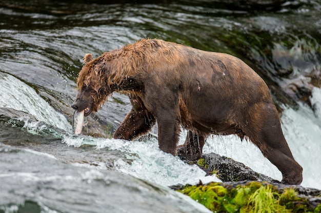 Oso pardo con un salmón en la boca. EE.UU. Alaska. Parque Nacional Katmai.