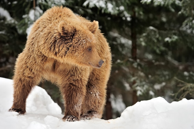 Oso pardo salvaje en bosque de invierno