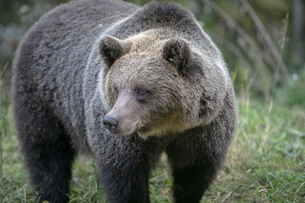 oso pardo salvaje en el bosque