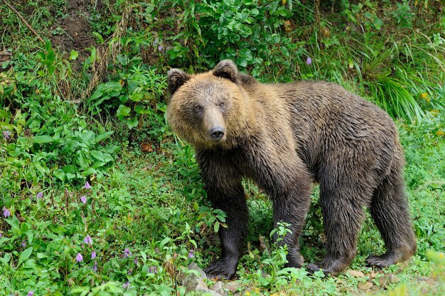 Oso pardo salvaje (Ursus arctos) en el bosque. Animal salvaje .