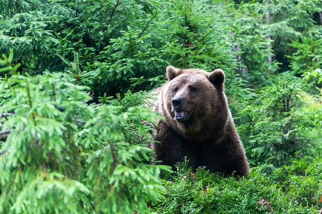 Oso pardo salvaje Ursus arctos en el bosque de verano