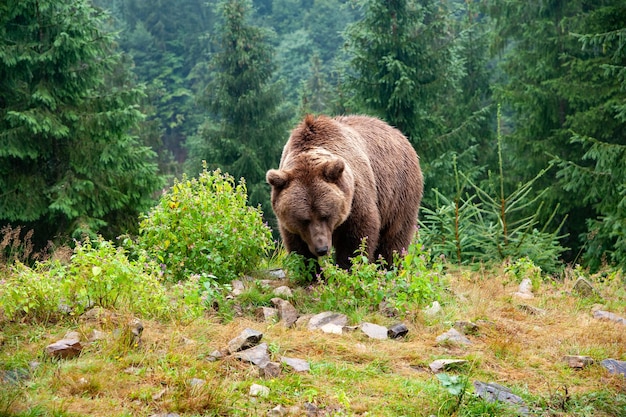 Oso pardo salvaje Ursus arctos en el bosque de verano