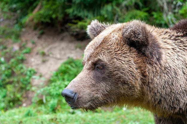 Oso pardo salvaje Ursus arctos en el bosque de verano