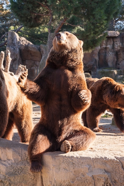 Oso pardo sentado en una roca