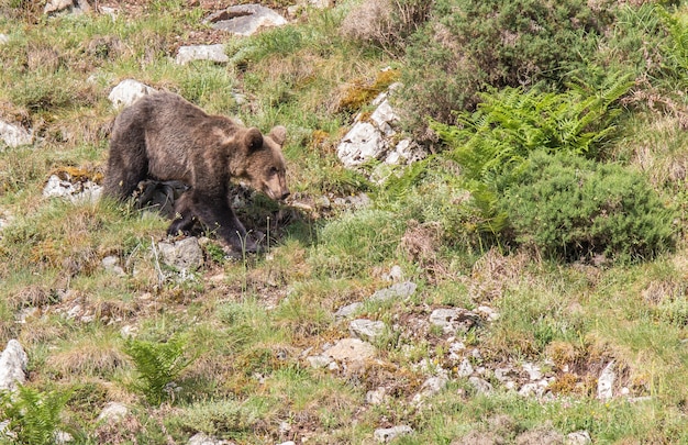 oso pardo en tierras asturianas, descendiendo de la montaña en busca de alimento