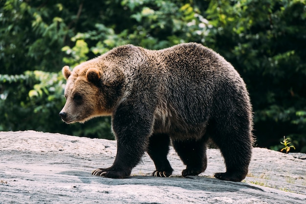 Foto oso pardo en el zoológico del bronx. nueva york