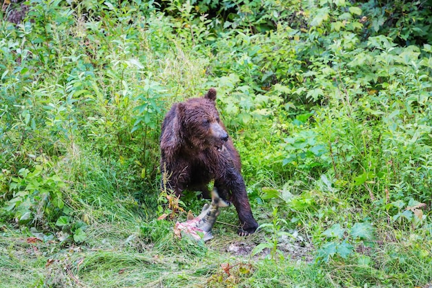 Oso pardo