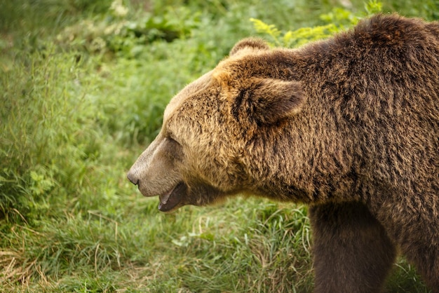 el oso pardo