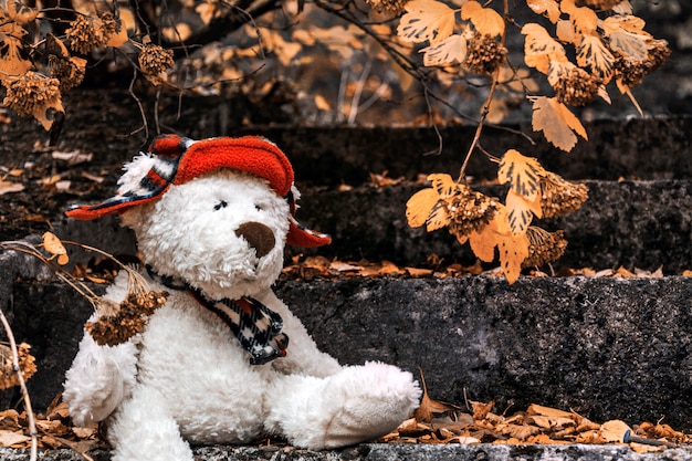 Un oso de peluche blanco con un sombrero rojo en una bufanda se sienta en una escalera de piedra debajo de un arbusto con hojas amarillas en un parque de otoño.
