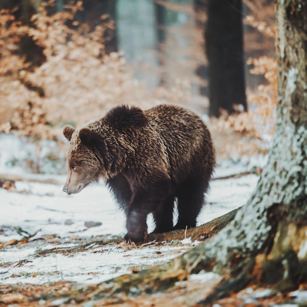 Foto el oso de pie en un campo nevado