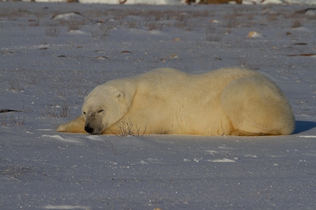 Un oso polar acostado con las patas estiradas y tomando una siesta