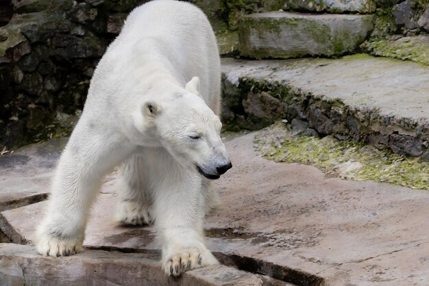 Oso polar animal mamífero salvaje en un zoológico