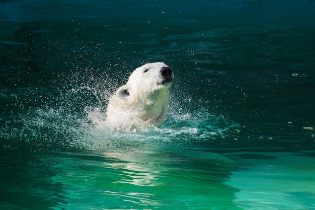 Oso polar blanco se sacude en el agua